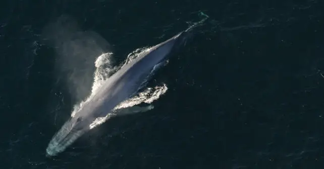 Comment pouvons-nous protéger les baleines de l’industrie du transport maritime ?