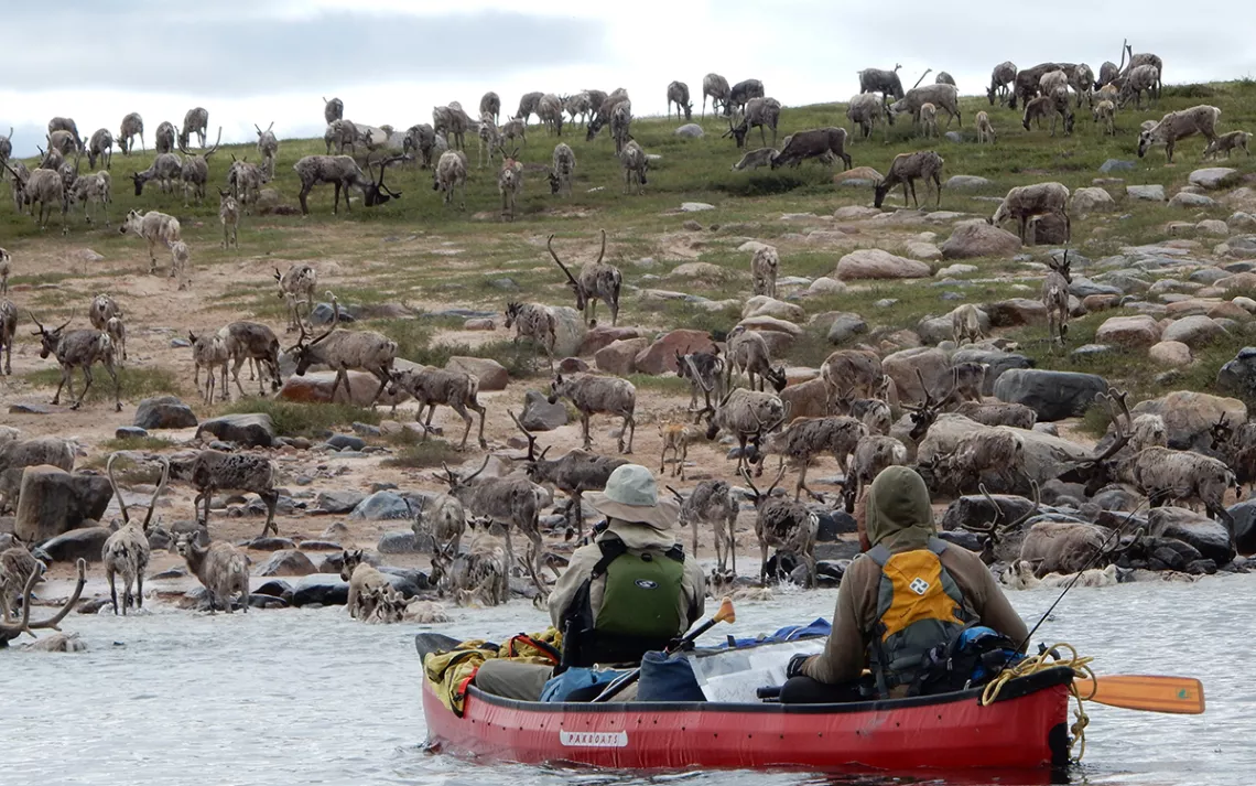 Troupeau de caribous vu de la rivière Back en 2014.