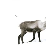Le Canada peut-il sauver le caribou des montagnes avant qu’il ne soit trop tard ?