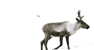Le Canada peut-il sauver le caribou des montagnes avant qu'il ne soit trop tard ?