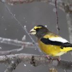 3 milliards d’oiseaux de nombreuses espèces ont disparu en Amérique du Nord