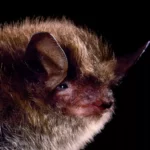 À la recherche des petites chauves-souris introverties d’Alaska