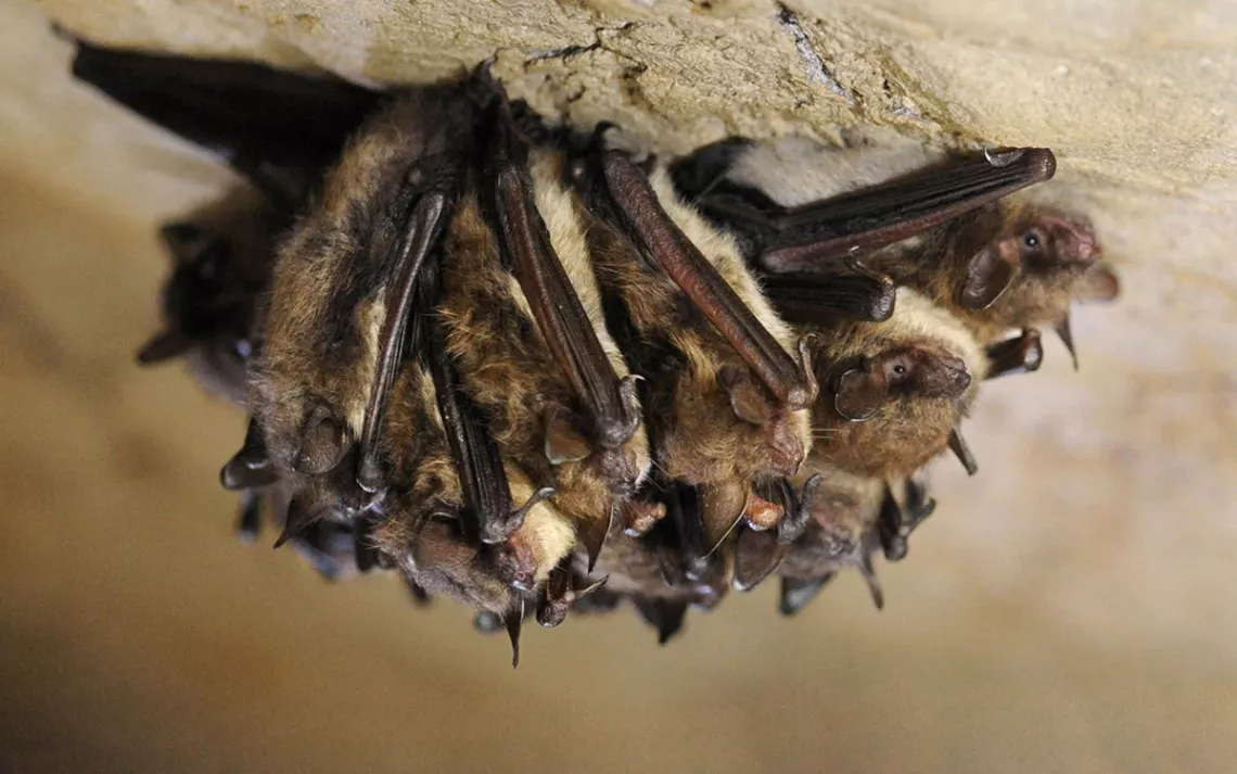 Groupe de petites chauves-souris brunes suspendues au toit d'une grotte comme une petite grappe de raisin velue