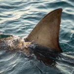 Bienvenue au SharkFest 2020