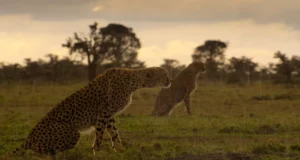 Guépards dans le Masai Mara, au Kenya.  Photo gracieuseté de Netflix.