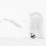 David Yarrow crée des beaux-arts à partir de la nature sauvage