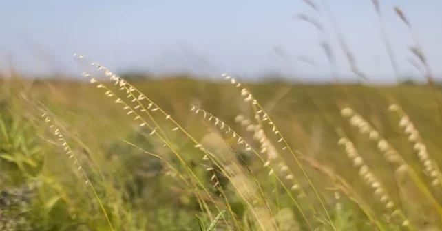 Gros plan sur la cime des hautes herbes