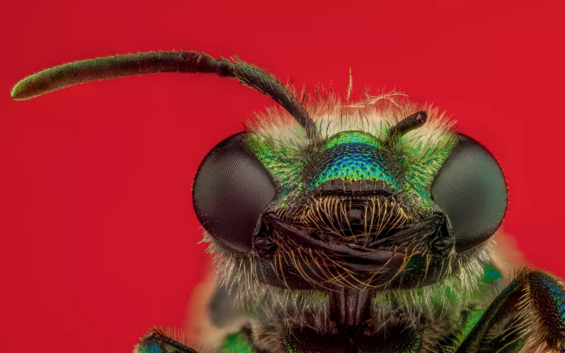 Abeille orchidée verte