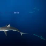 En cette Journée mondiale des océans, répondez à « l’appel du bleu »