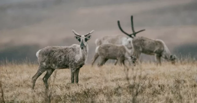 Un caribou dans la réserve faunique nationale de l'Arctique