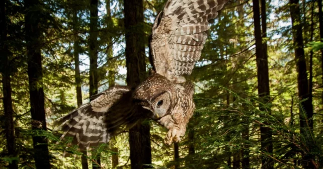 Gros plan d'une chouette tachetée brune et blanche plongeant avec les ailes déployées et les serres devant elle.