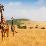 La disparition des voyages safari pourrait nuire à la conservation en Afrique