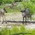 La lutte pour sauver le dernier caribou du lac Supérieur