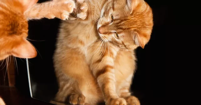 Le chat orange se regarde dans un miroir, touchant son reflet avec une patte