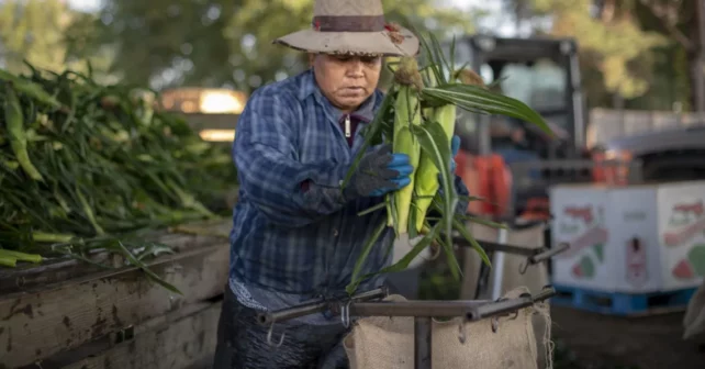 Ouvrier agricole portant un chapeau marron battu, le visage partiellement masqué, tenant une poignée de maïs récemment récolté, entouré de terres agricoles.