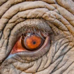 La volonté de sauver l’éléphant de l’extinction