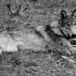 Le Colorado et la Californie se préparent à accueillir davantage de loups