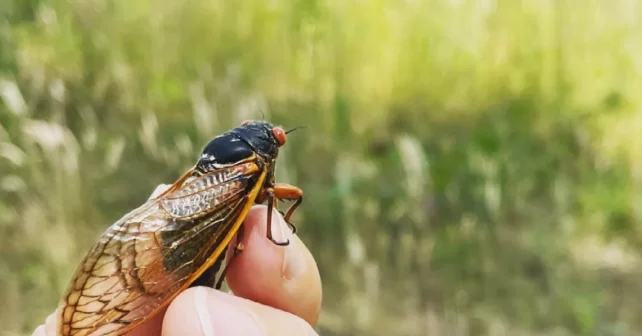 Image d'une cigale aux yeux rouge rubis sur une main devant l'herbe verte