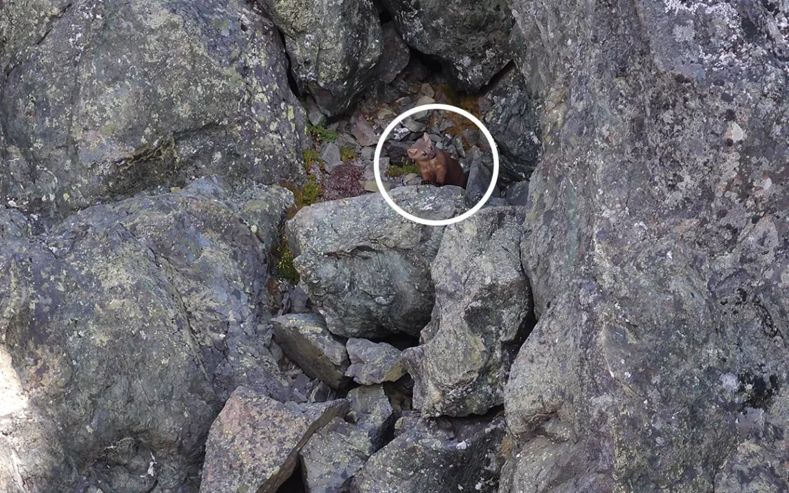 Une martre du Pacifique rouge brunâtre regarde depuis une falaise grise presque abrupte