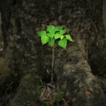 Les arbres à eux seuls ne peuvent pas nous sauver du changement climatique