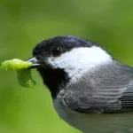 Les arbres exotiques sont peut-être jolis, mais ils sont une mauvaise nouvelle pour les oiseaux