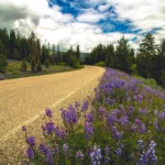 Les bords des routes sont des refuges pour les pollinisateurs en déclin