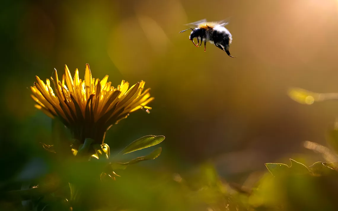 Bumblebee s'élève au-dessus d'une fleur jaune sur fond vert