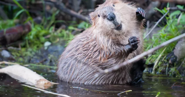 Castor debout dans un ruisseau, face à la caméra, ses petites pattes en l'air et incroyablement adorable.