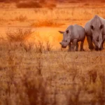 Les écologistes peuvent-ils voir plus grand que prévenir l’extinction ?