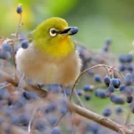 Les espèces envahissantes ne sont pas toujours les méchants