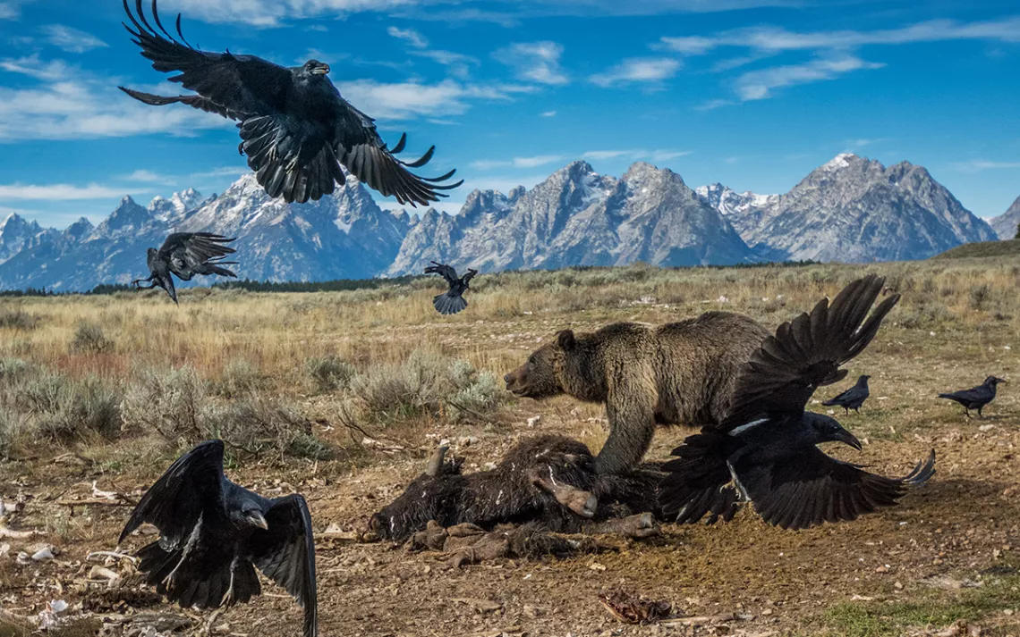 Un grizzly lève les yeux d'un bison à moitié mangé, entouré de plusieurs corbeaux et de collines rocheuses en arrière-plan.