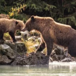 Les grizzlis sont de retour sur la liste des espèces en voie de disparition