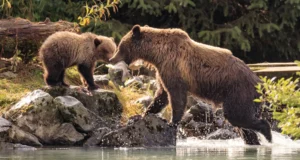 Un grizzly et son petit.