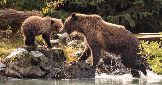 Un grizzly et son petit.