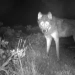 Les loups gris n’auront plus de protection fédérale