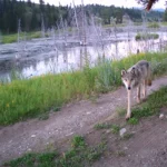 Les loups gris ont passé un an dans la ligne de mire