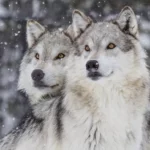 Les loups reviennent au Colorado.  Vient maintenant la partie délicate.