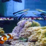 Les poissons « conscients d’eux-mêmes » soulèvent des questions sur la cognition animale