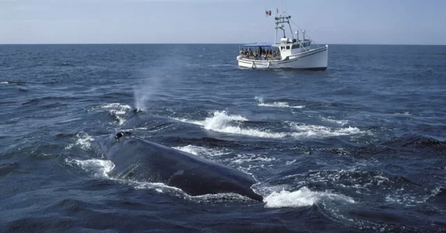 De grandes et belles baleines font surface dans un océan d'un bleu profond, avec un petit bateau blanc au loin.