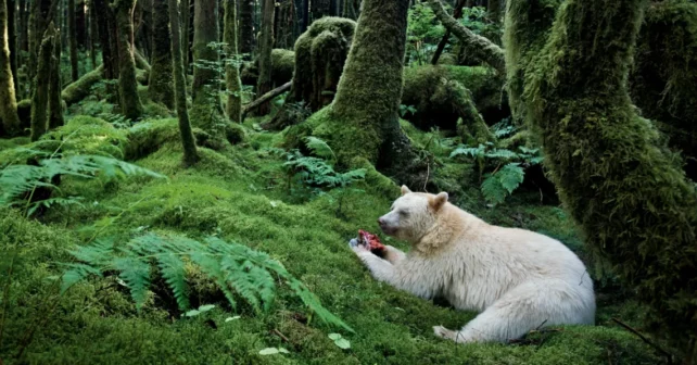 Un ours blanc et noir se trouve dans une forêt verdoyante et mange un saumon charnu.