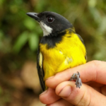 Découvrez ces deux nouvelles espèces d’oiseaux venimeux qui vont vous surprendre ! 😱🐦