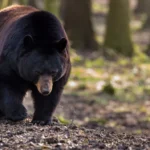 Mieux vivre avec les ours