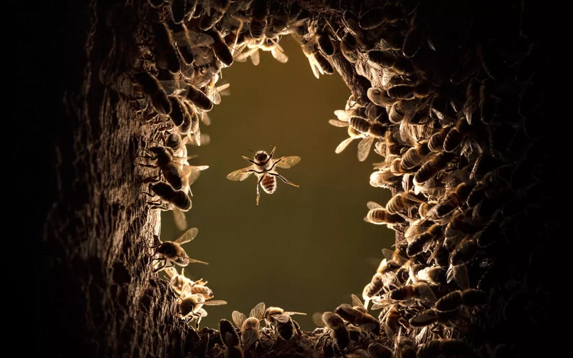 Une seule abeille plane au centre d’un cercle de lumière solaire, entourée d’autres abeilles accrochées à l’intérieur d’une caverne sombre dans un arbre.