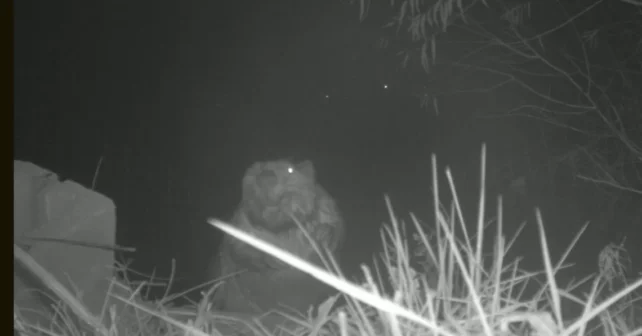 Un castor curieux cherchant une caméra animalière laissée sur le site.