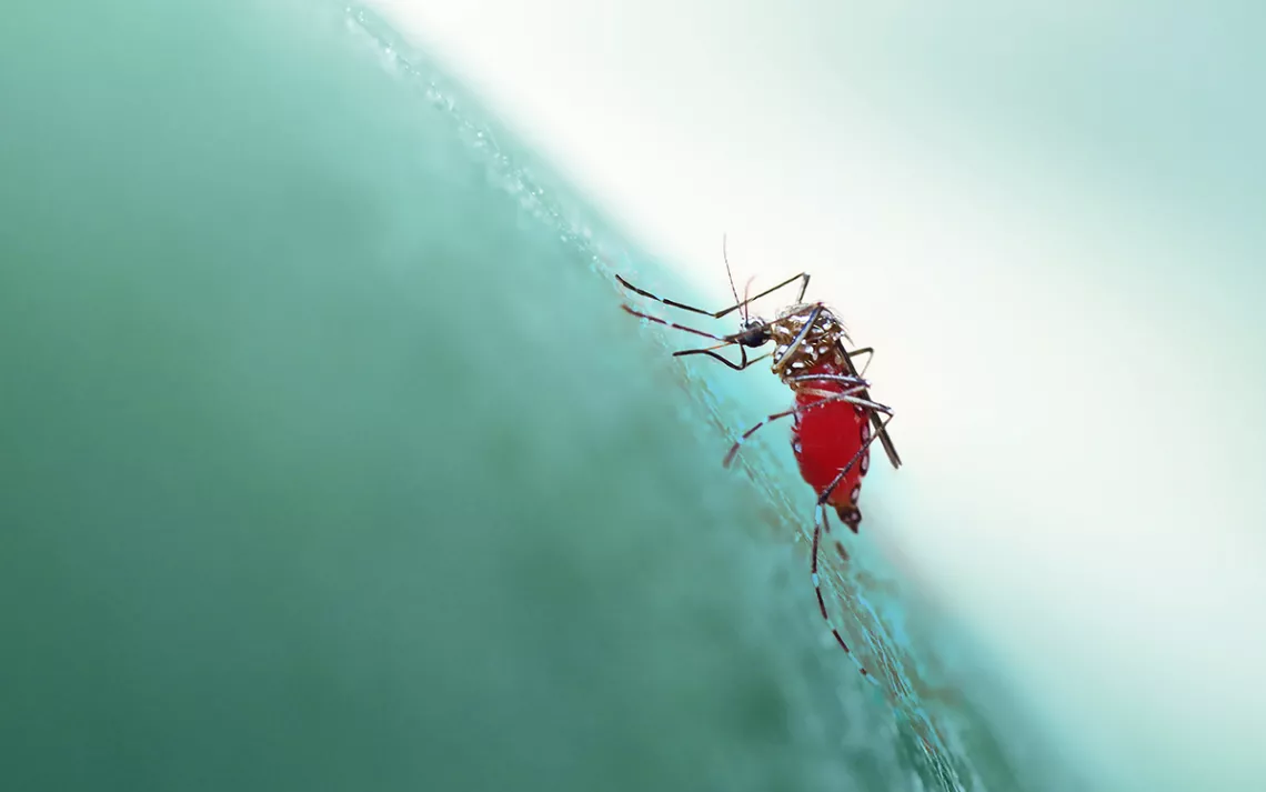 Un moustique à l'abdomen rouge plonge son petit visage dans la peau, en gros plan