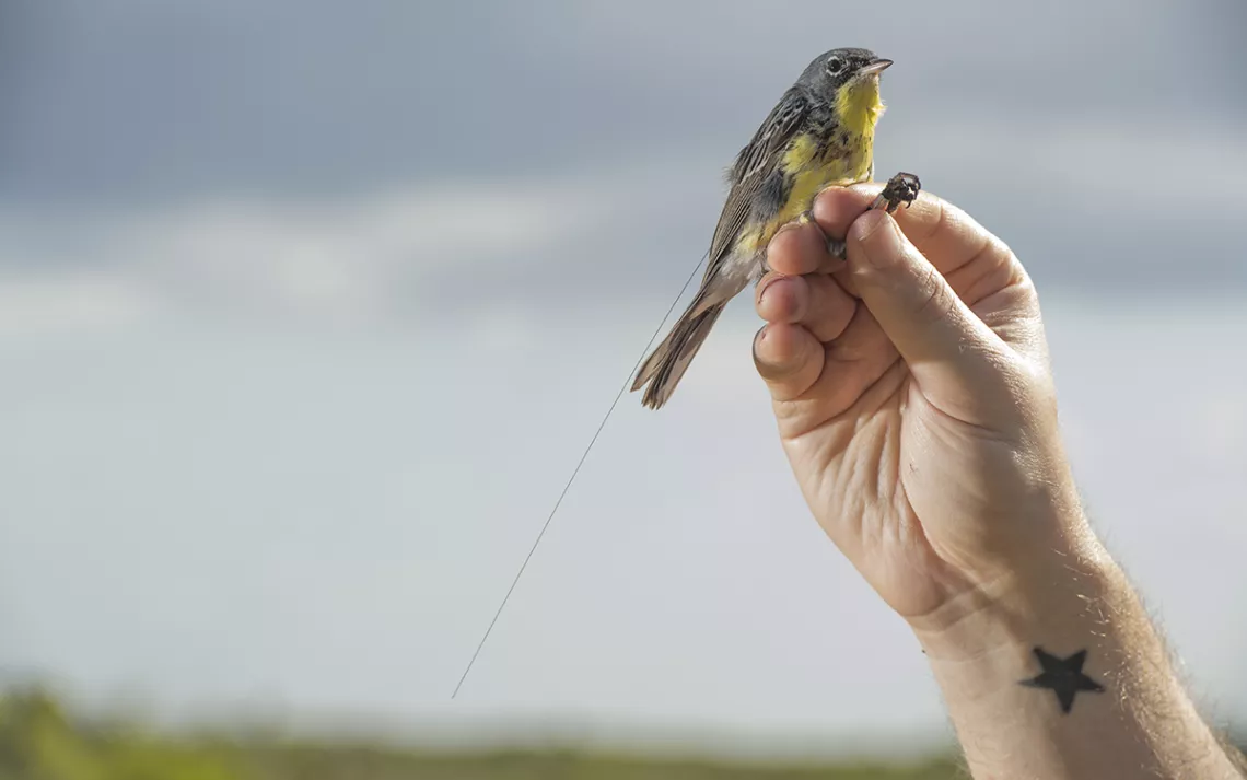 Paruline de Kirtland jaune avec une fine antenne attachée à son dos perchée sur une main contre un ciel bleu