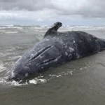 Qu’est-ce qui tue les baleines ?