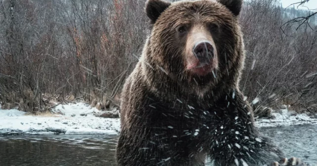 Rencontrez les « ours de glace » du Yukon