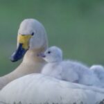 Les cygnes de Bewick raccourcissent leurs migrations à cause du réchauffement climatique, vous ne croirez pas ce qu’ils font maintenant !