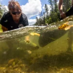 Traquer les carcajous dans les Cascades